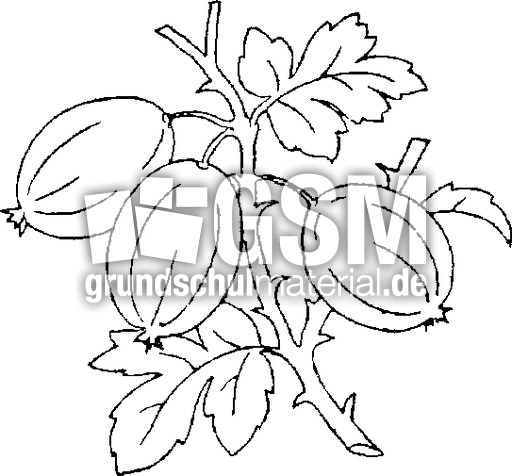 Stachelbeeren.tif